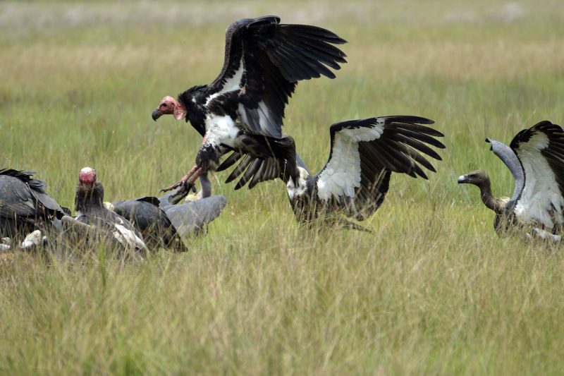 Cambodia Bird Guide Association