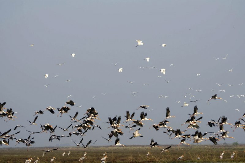 Cambodia Bird Guide Association