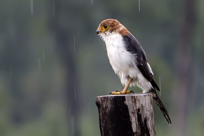 White-rumped Pygmy-Falcon