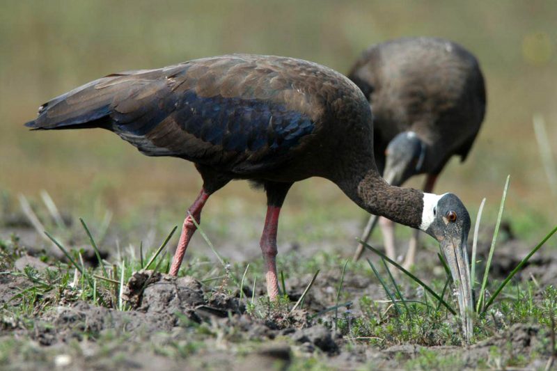 Cambodia Bird Guide Association