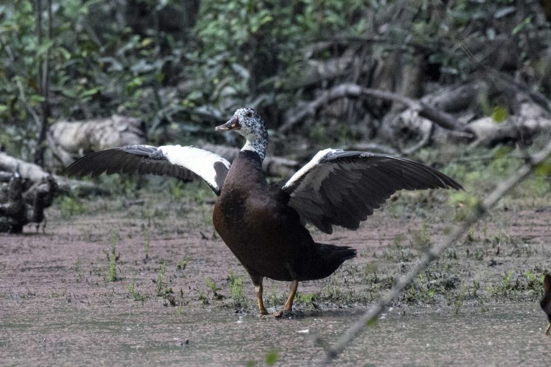 Cambodia Bird Guide Association