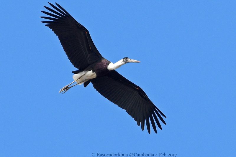 Cambodia Bird Guide Association