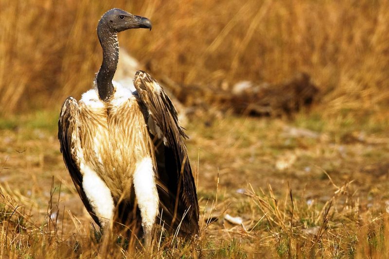 Cambodia Bird Guide Association