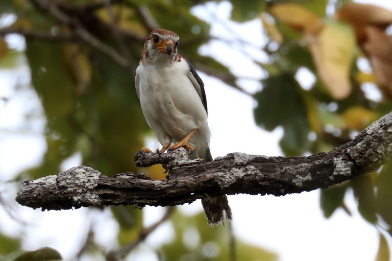 Cambodia Bird Guide Association
