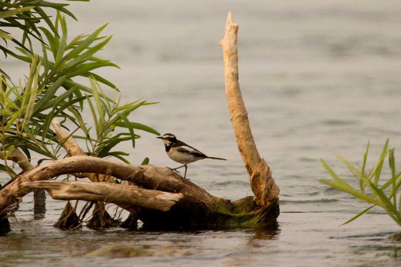 Kratie boat trip on the Mekong river to see the Mekong Wagtail and Irrawaddy dolphin