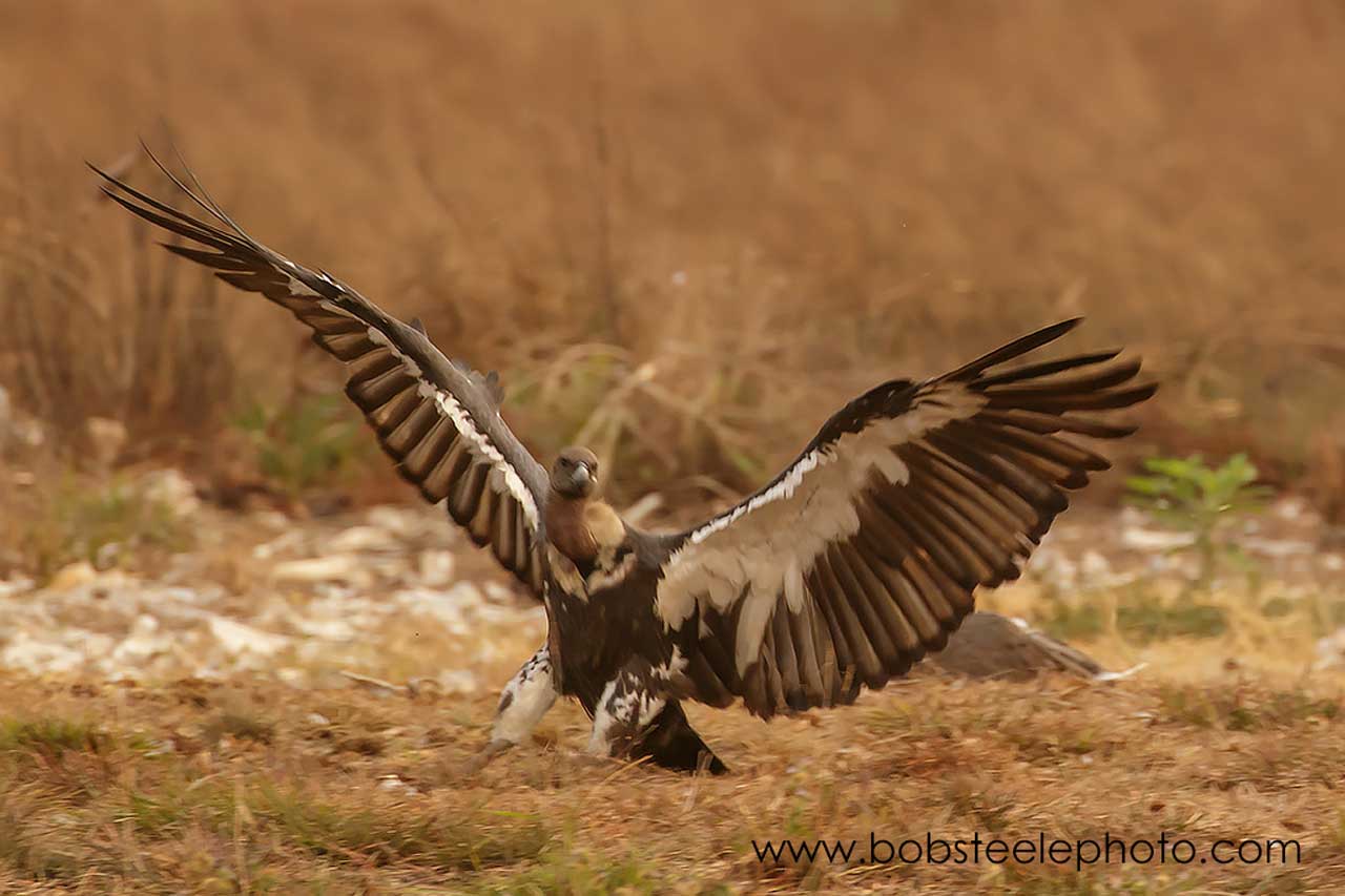 white rumped vulture white rumped vulture