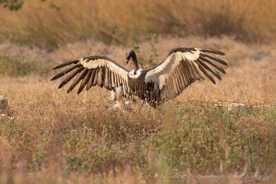White-rumped Vulture