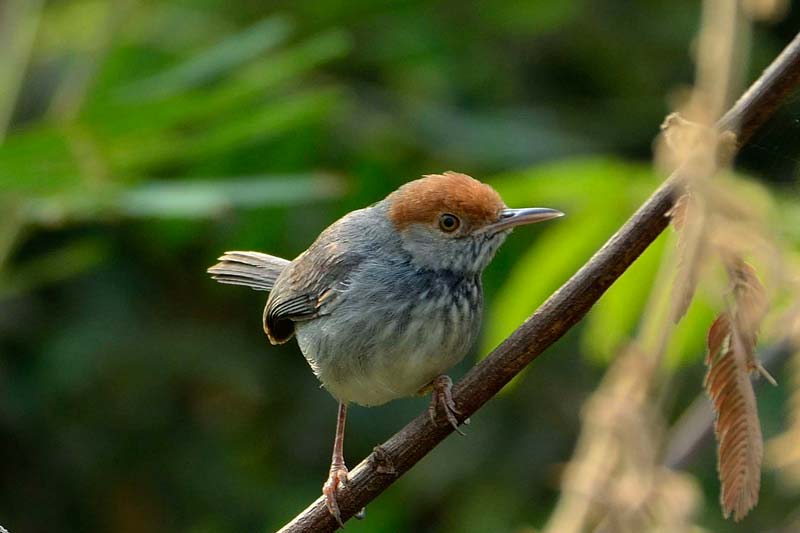 Cambodian Tailorbird at Chaktomuk Marshland, Phnom Penh birds