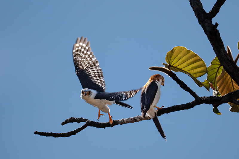 White rumped Falcon in pairs
